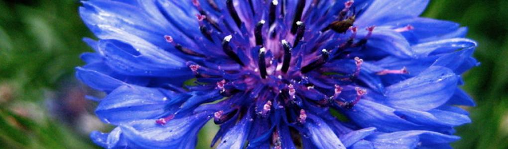 blue flower