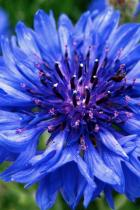 blue flower